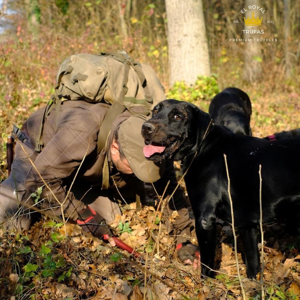 black truffle hunting